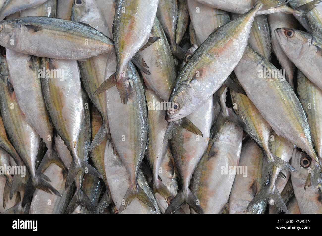 Pesce fresco sul mercato Foto Stock