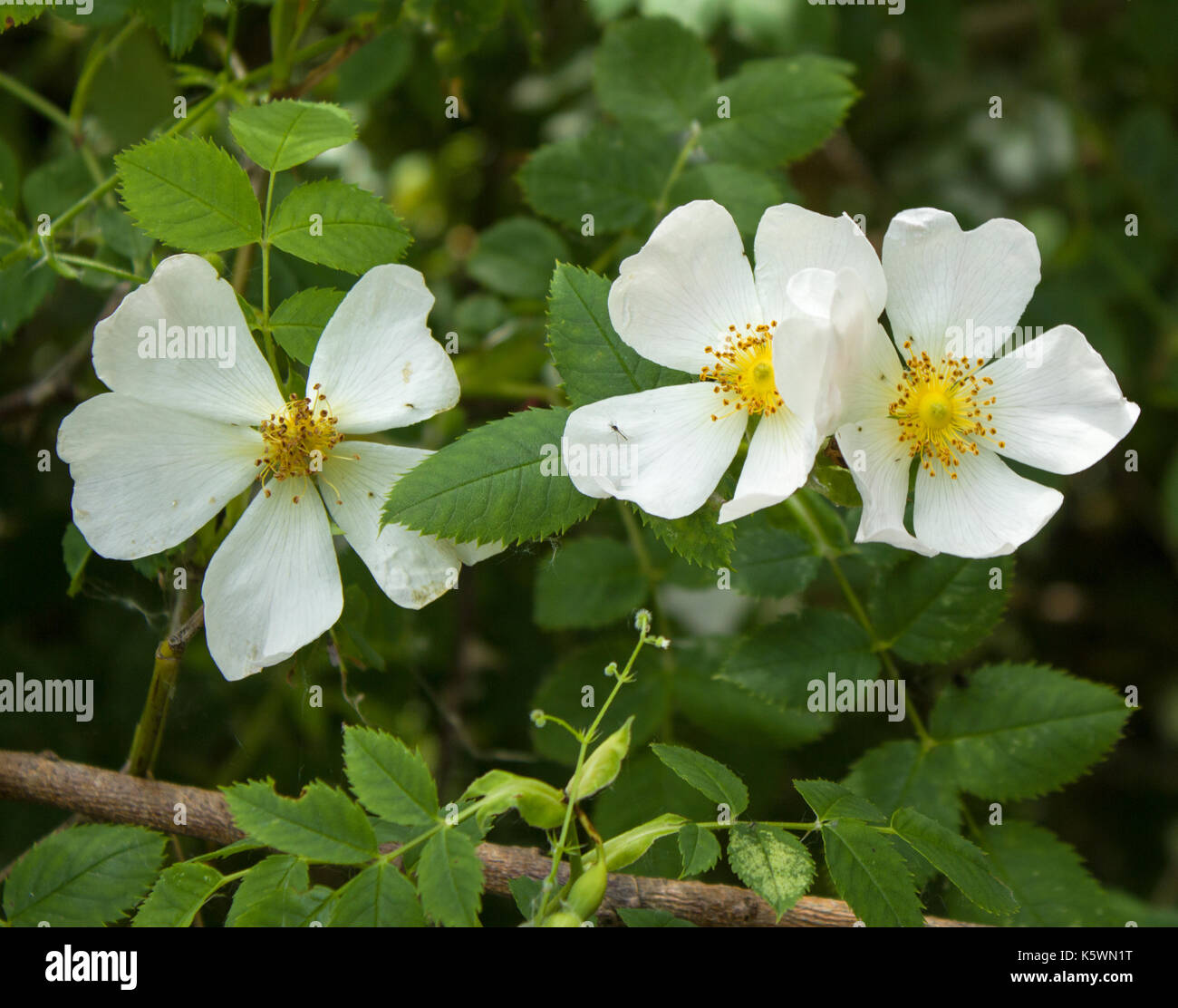 Attenborough riserva naturale Foto Stock