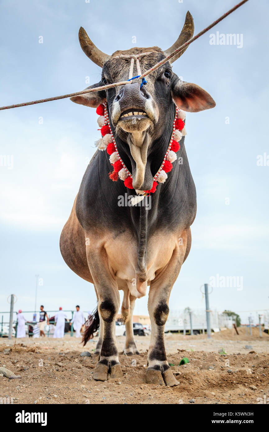 I tori sono legati come essi attendono il loro turno di lotta nelle tradizionali corride in Fujairah, Emirati arabi uniti Foto Stock