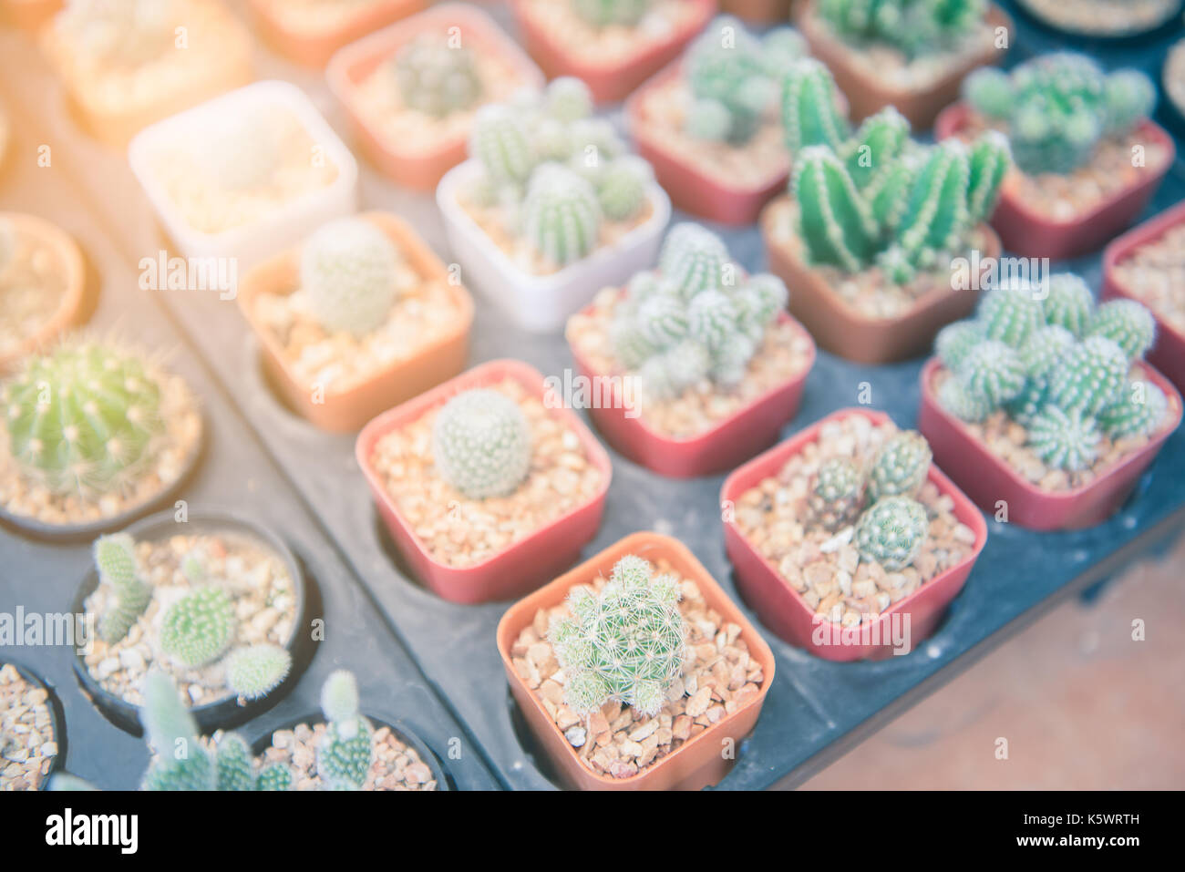 Close-up molti cactus in specie differenti in vassoi piantina con la calda luce del sole Foto Stock Close-up molti cactus in specie differenti in vassoi piantina con la calda luce del sole Foto Stock