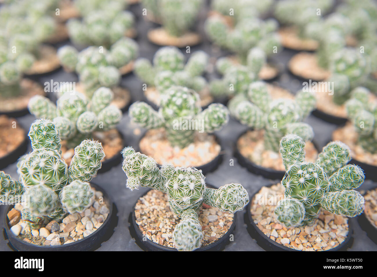 Close-up molti cactus in specie differenti in vassoi piantina Foto Stock Close-up molti cactus in specie differenti in vassoi piantina Foto Stock