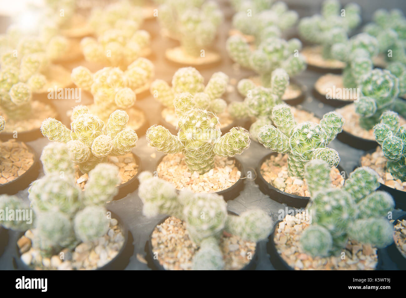 Close-up molti cactus in specie differenti in vassoi piantina con la calda luce del sole Foto Stock Close-up molti cactus in specie differenti in vassoi piantina con la calda luce del sole Foto Stock