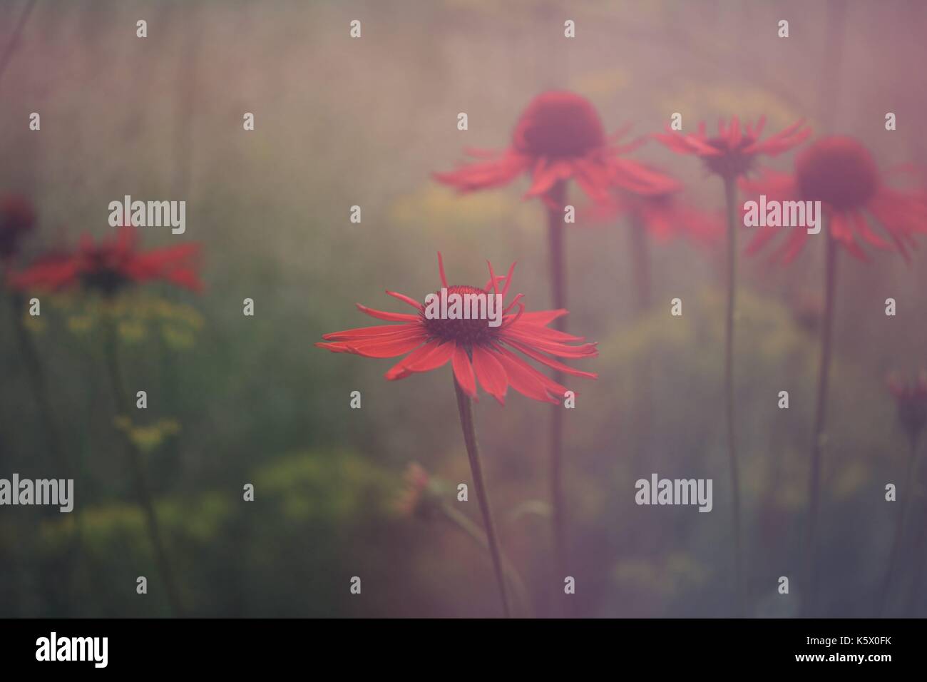 Vintage echinacea fiori Foto Stock