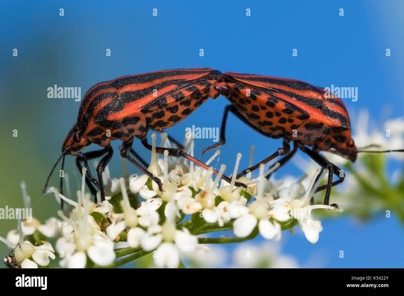 Ritratto di Graphosoma italicum, noto come il bug con striping o con striping italiano bugand Foto Stock