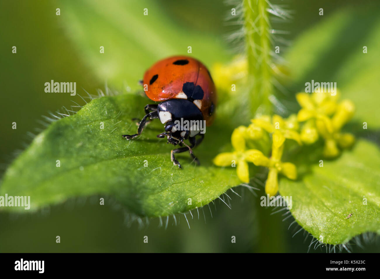 Ritratto di sette-spot coccinella Foto Stock