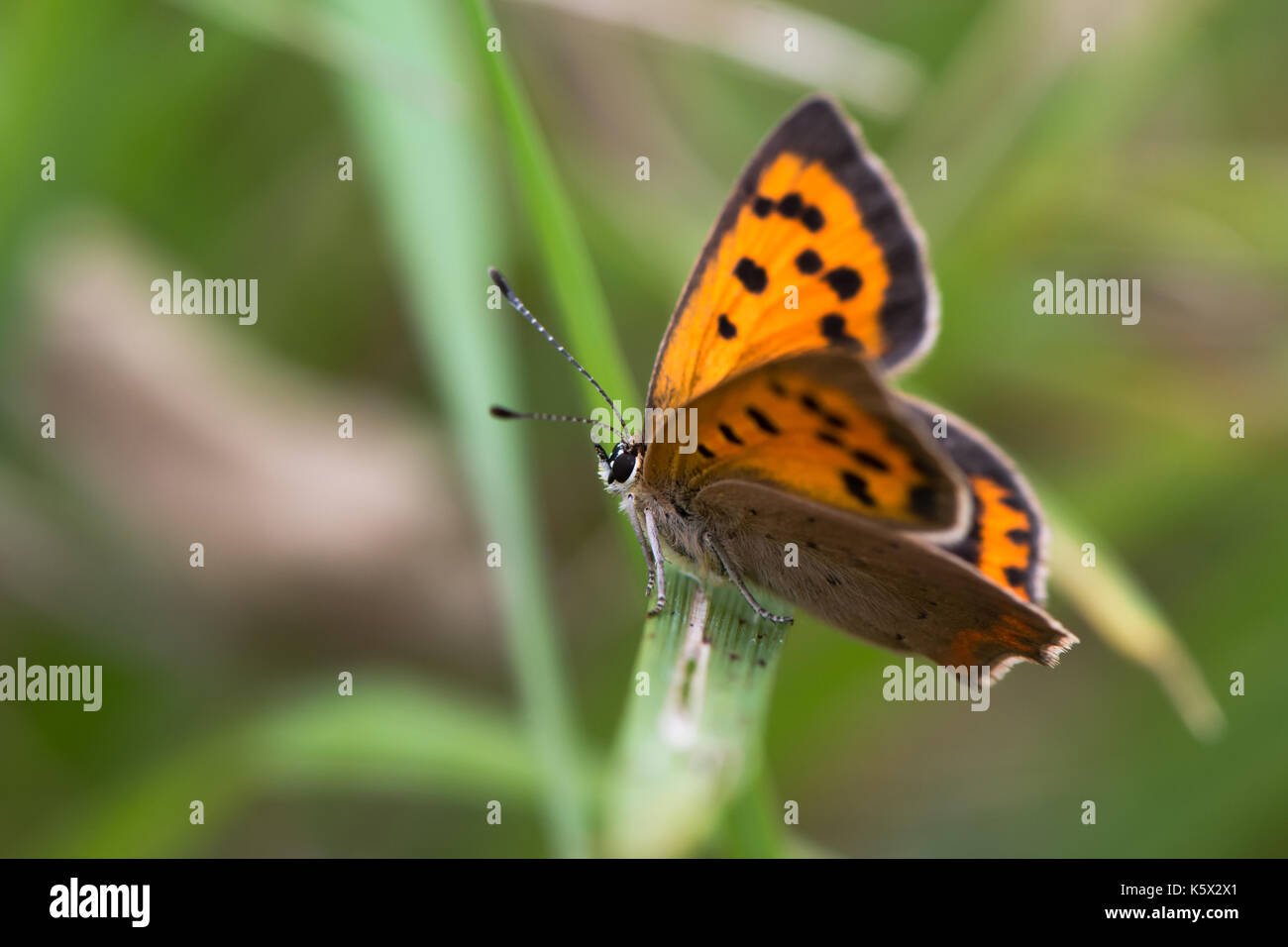 Piccola di rame (farfalla Lycaena phlaeas) arroccato su erba. Piccola farfalla della famiglia lycaenidae a riposo, mostrando sorprendente segnalazione arancio Foto Stock