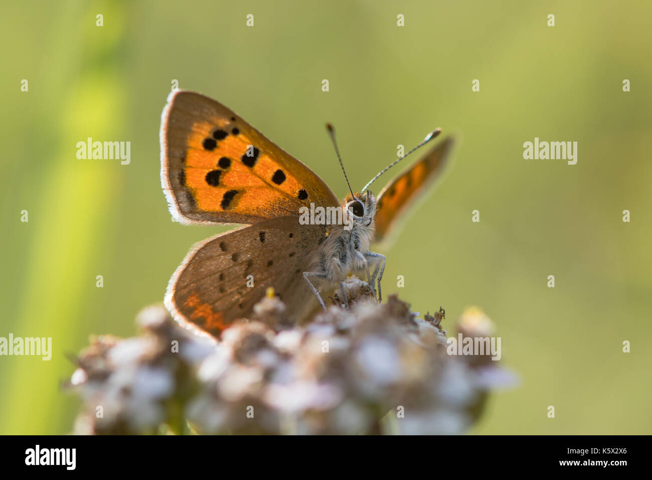 Piccola di rame (farfalla Lycaena phlaeas) dal basso. Piccola farfalla della famiglia lycaenidae nectaring su achillea, con il lato inferiore delle ali visibile Foto Stock