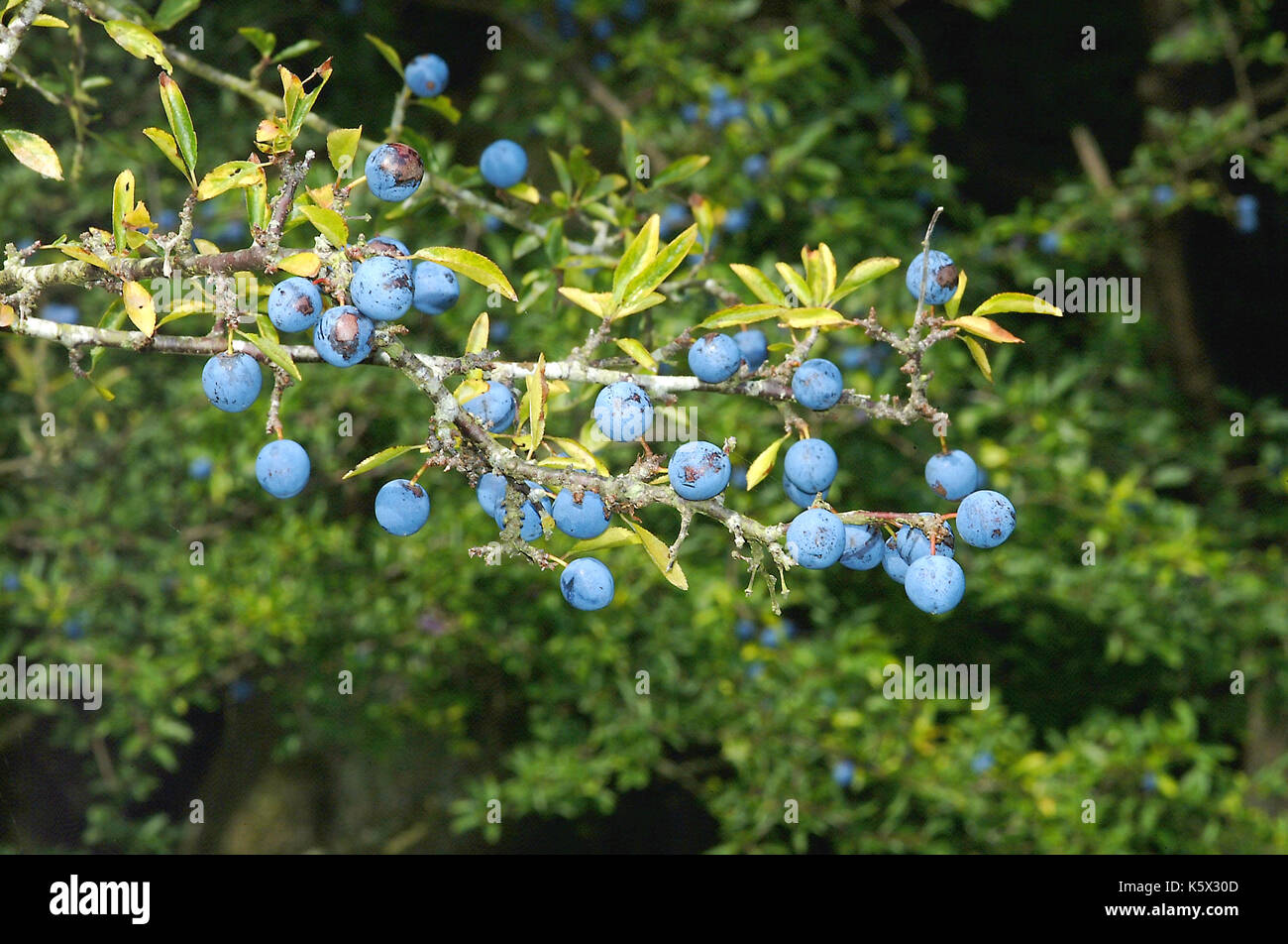 Bacche di prugnolo (Prunus spinosaq) Foto Stock