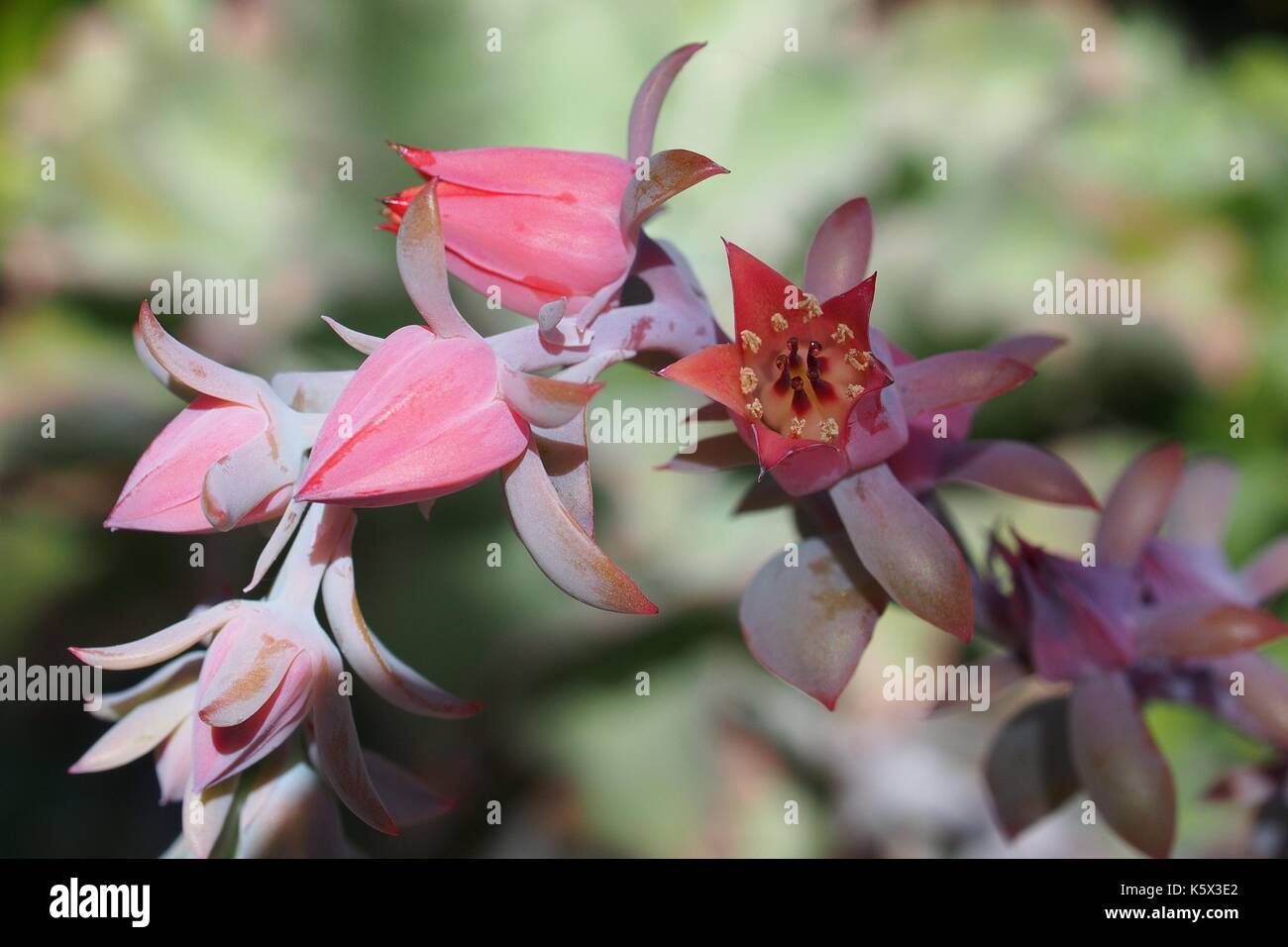 Close up dei fiori di un ibrido di Echeveria 'Perle von Nurnberg'. Foto Stock