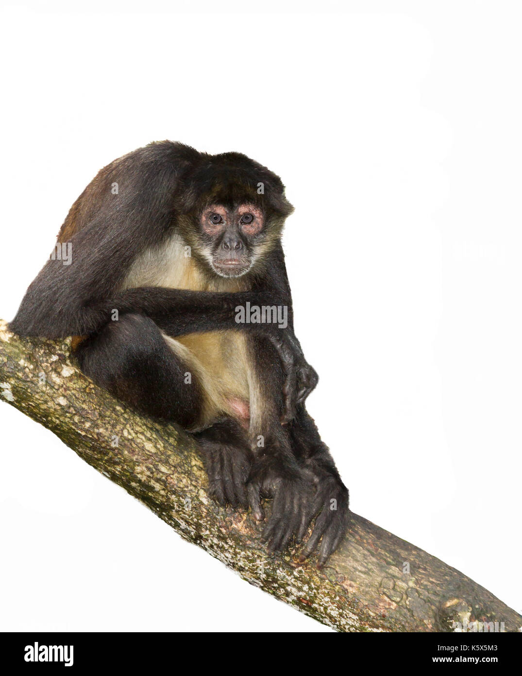 Geoffroy's spider monkey presso la struttura ad albero, intaglio, Belize, America Centrale Foto Stock