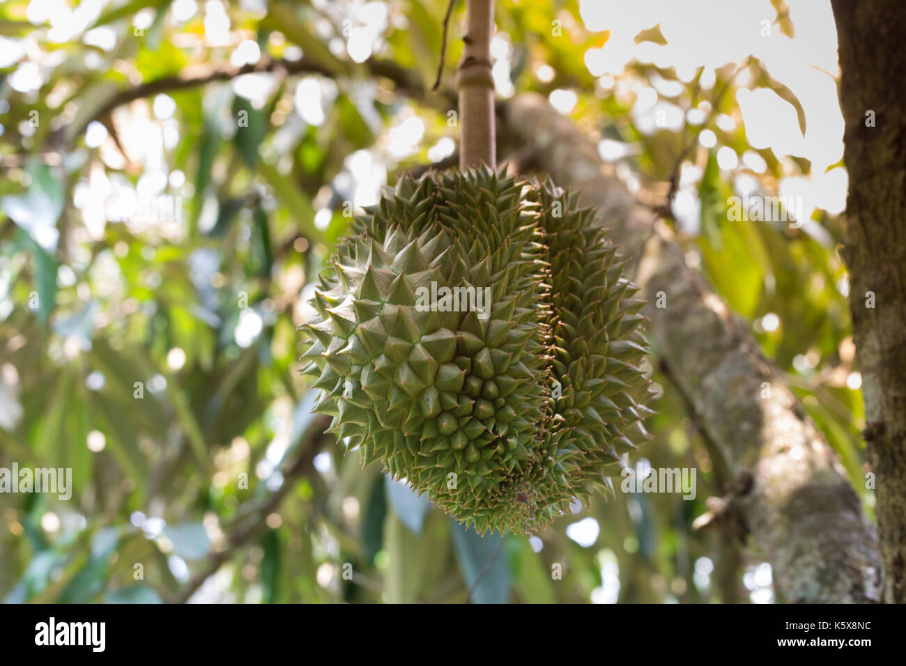 Durian fresco sull'albero nel giardino Foto Stock