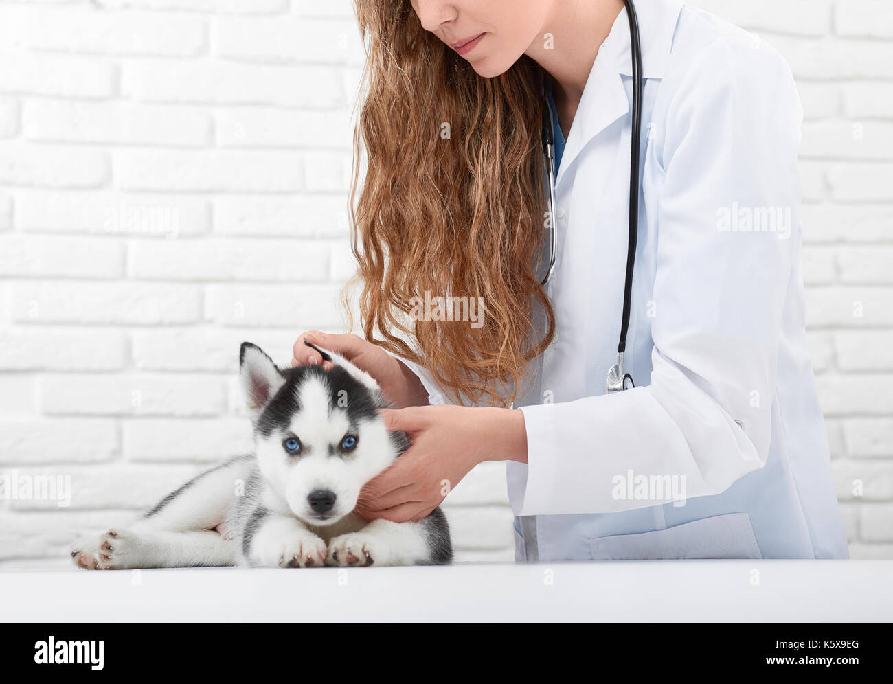 Veterinario esaminando piccolo cucciolo husky Foto Stock