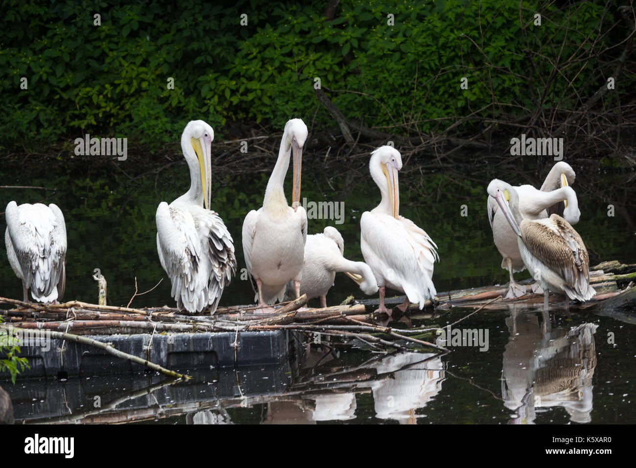 Gruppo great white pelican siede su un log in il lago Foto Stock