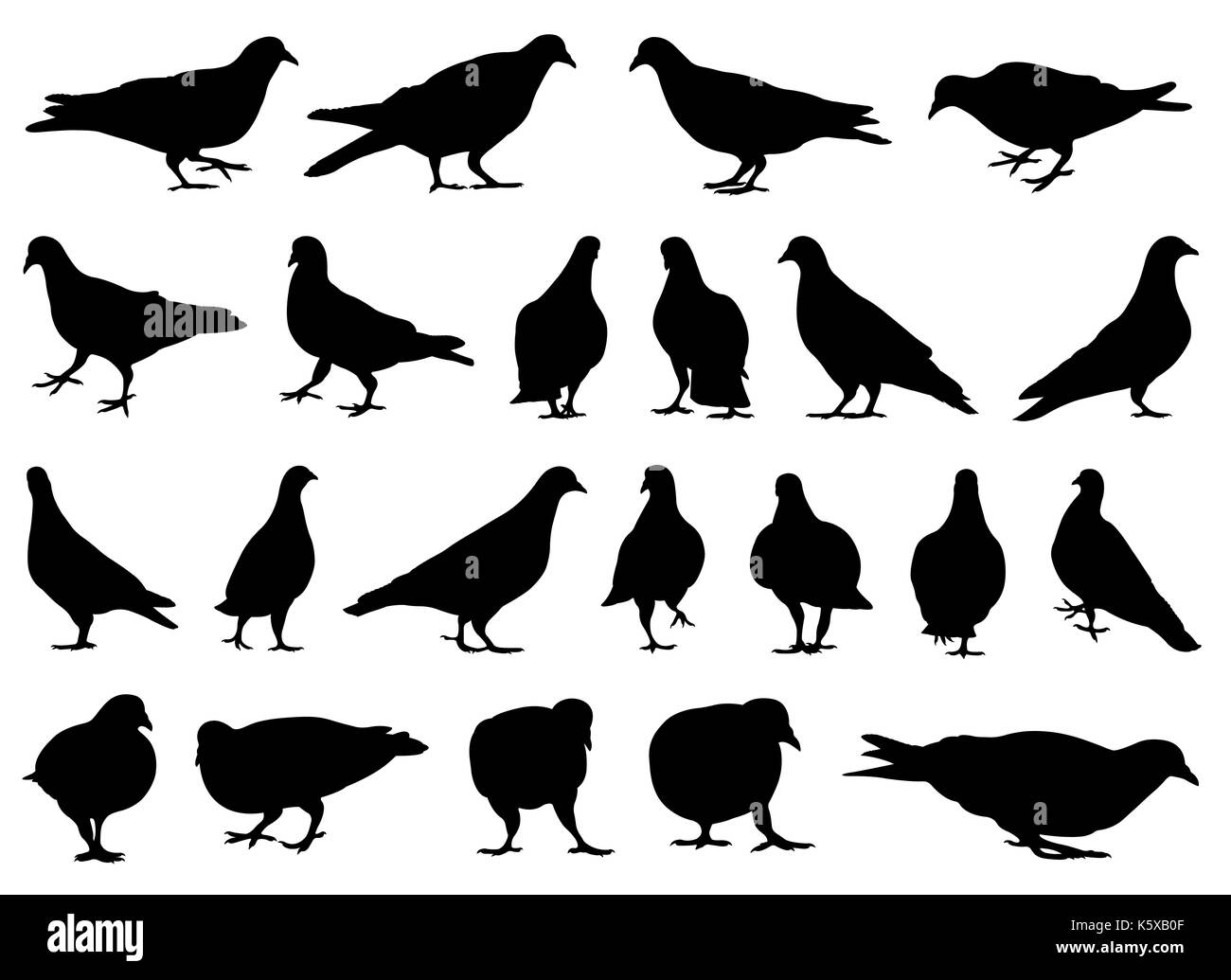 Illustrazione delle colombe differenti isolati su bianco Foto Stock