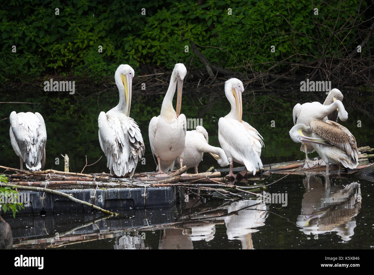 Gruppo great white pelican siede su un log in il lago Foto Stock
