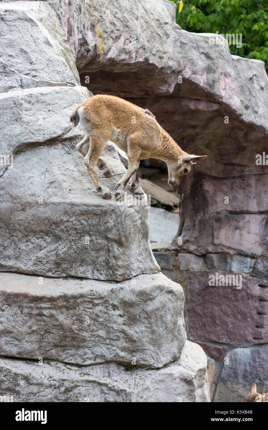 Il capretto di oriente tour caucasica sta giocando a rocce Foto Stock