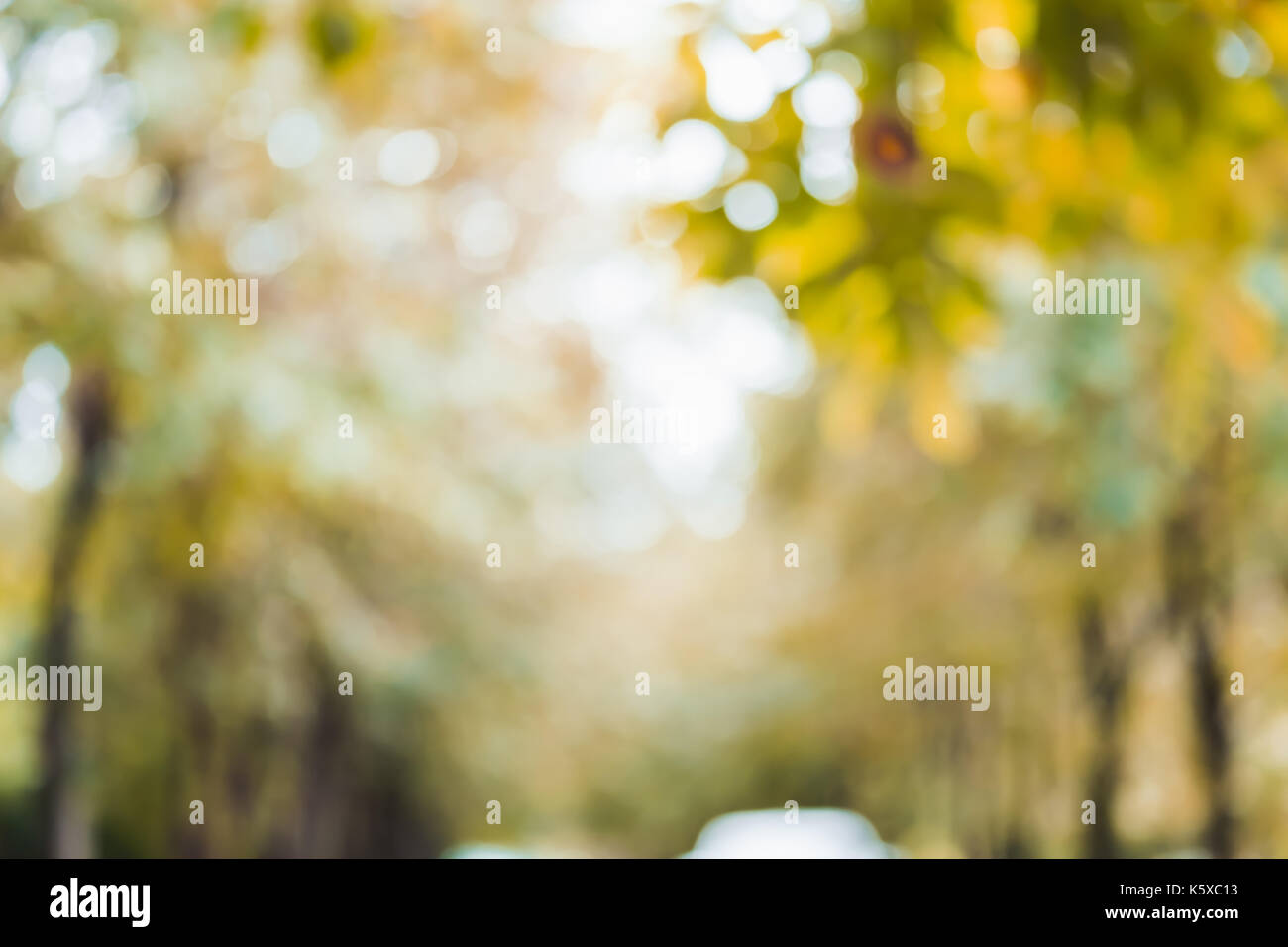Sfocare lo sfondo della foresta di autunno in day time. Foto Stock