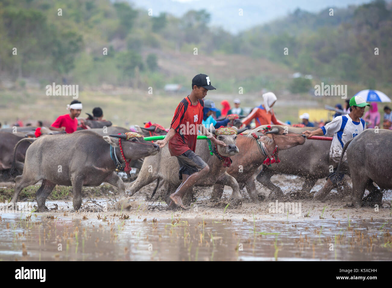 Jereweh, sumbawa barat, Indonesia - 10 settembre 2017: locale buffalo race competition tenutasi il sumbawa in jereweh, Indonesia il 10 settembre 2017. Foto Stock