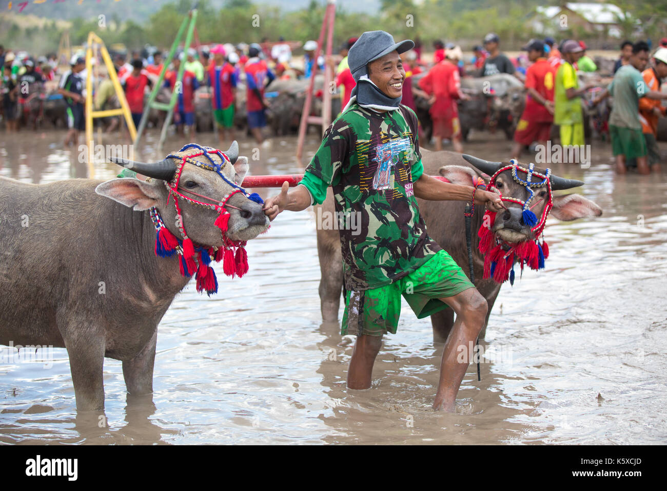 Jereweh, sumbawa barat, Indonesia - 10 settembre 2017: locale buffalo race competition tenutasi il sumbawa in jereweh, Indonesia il 10 settembre 2017. Foto Stock