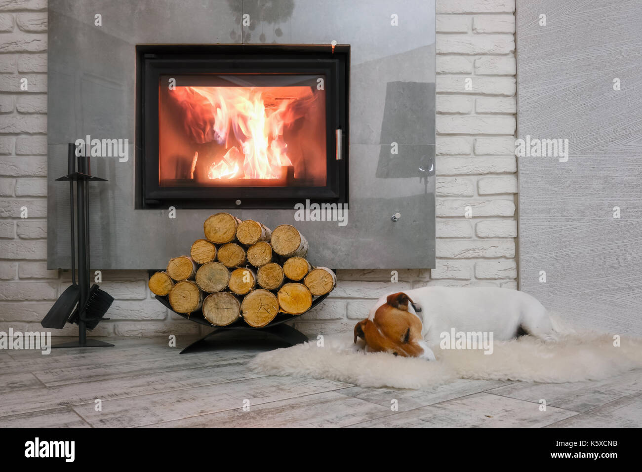 Jack Russel terrier Foto Stock