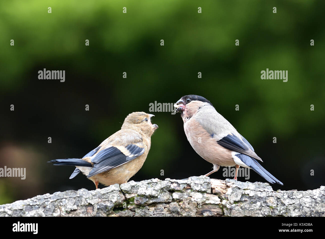 Una femmina di ciuffolotto (Pyrrhula pyrrhula) alimentazione di un bambino affamato bullfinch appollaiato su un ramo di legno in un giardino suburbano, Coventry, Regno Unito. Foto Stock