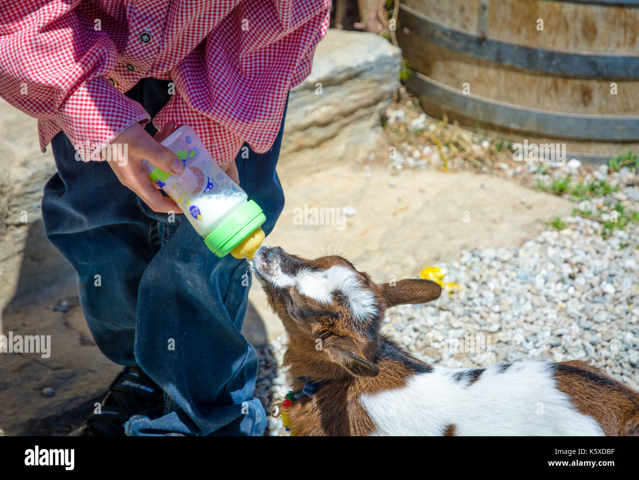Un giovane capra bevande latte dalla bottiglia. effetto vintage colori Foto Stock