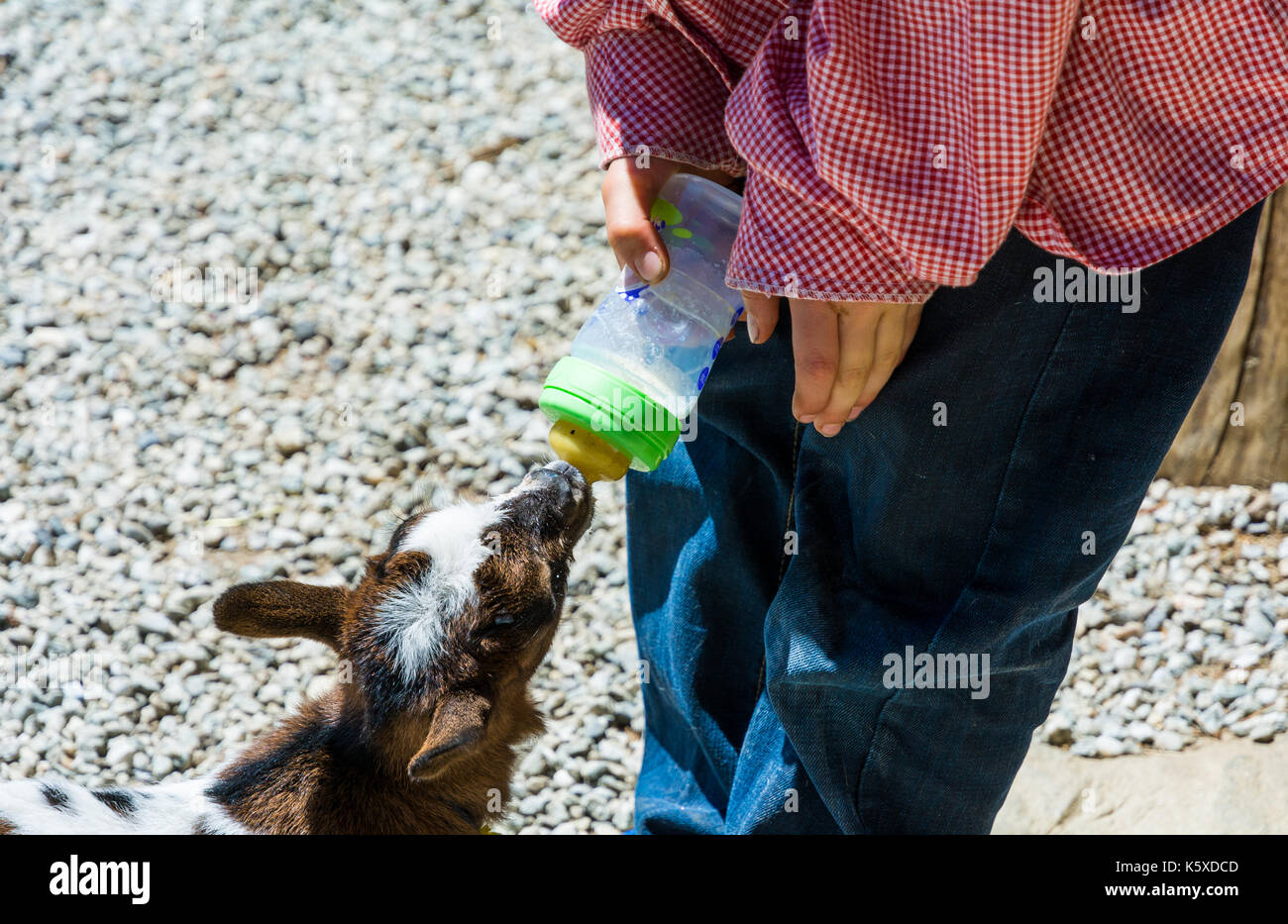 Un giovane capra bevande latte dalla bottiglia. effetto vintage colori Foto Stock