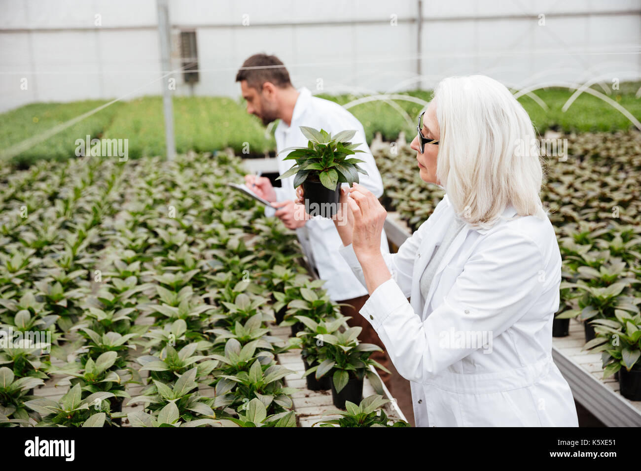 Vista laterale della coppia incredibile donna e uomo barbuto nelle vesti di lavorare con le piante in serra Foto Stock