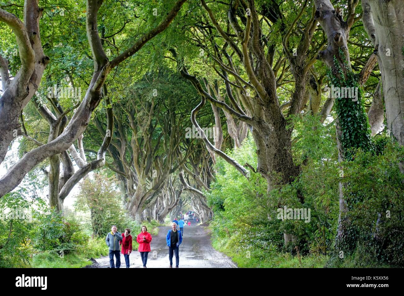 Ballymoney, Irlanda del Nord. 11 settembre 2017. Gioco di troni ventole non sono scoraggiati dal bagnato e blustery meteo come la loro visita al buio siepi su bregagh rd, balleymoney, Antrim, Irlanda del Nord, un viale di duecento anni di faggi visto nell'hbo serie tv vicino gracehill house. Photo credit: Mick flynn/alamy live news Foto Stock