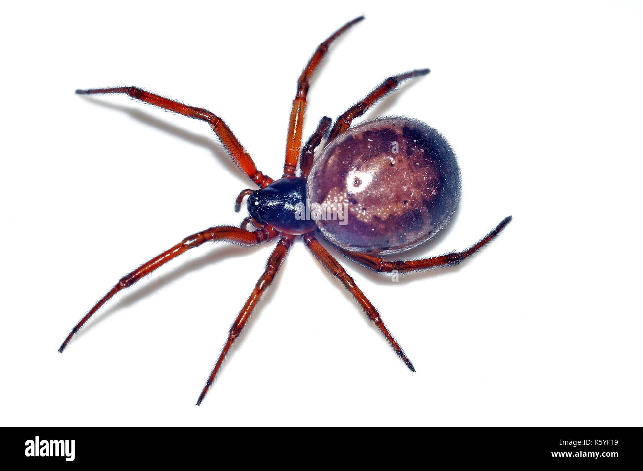 Falso black widow spider (steatoda nobilis) femmina Foto Stock