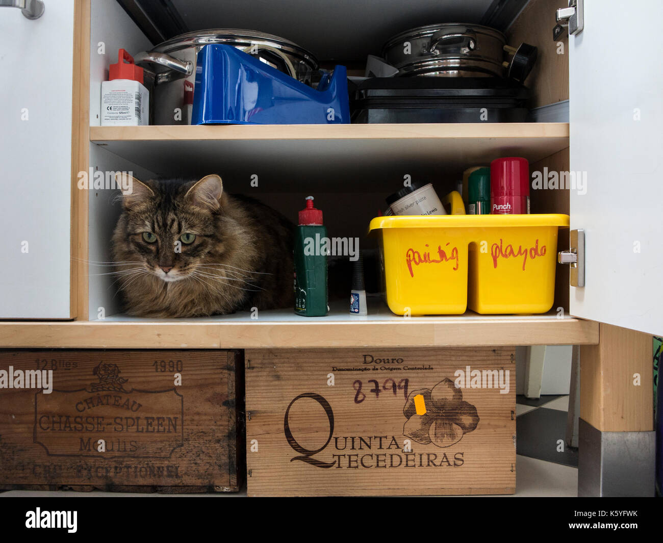Un domestico tabby cat si nasconde in un armadio Foto Stock