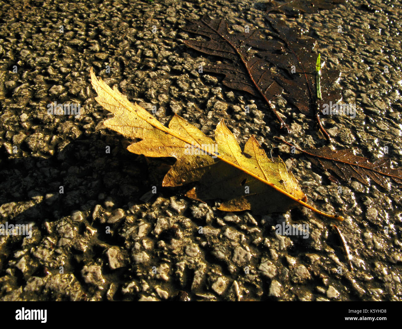 Foglie di quercia caduta da albero su bagnato gournd in autunno / autunno Foto Stock