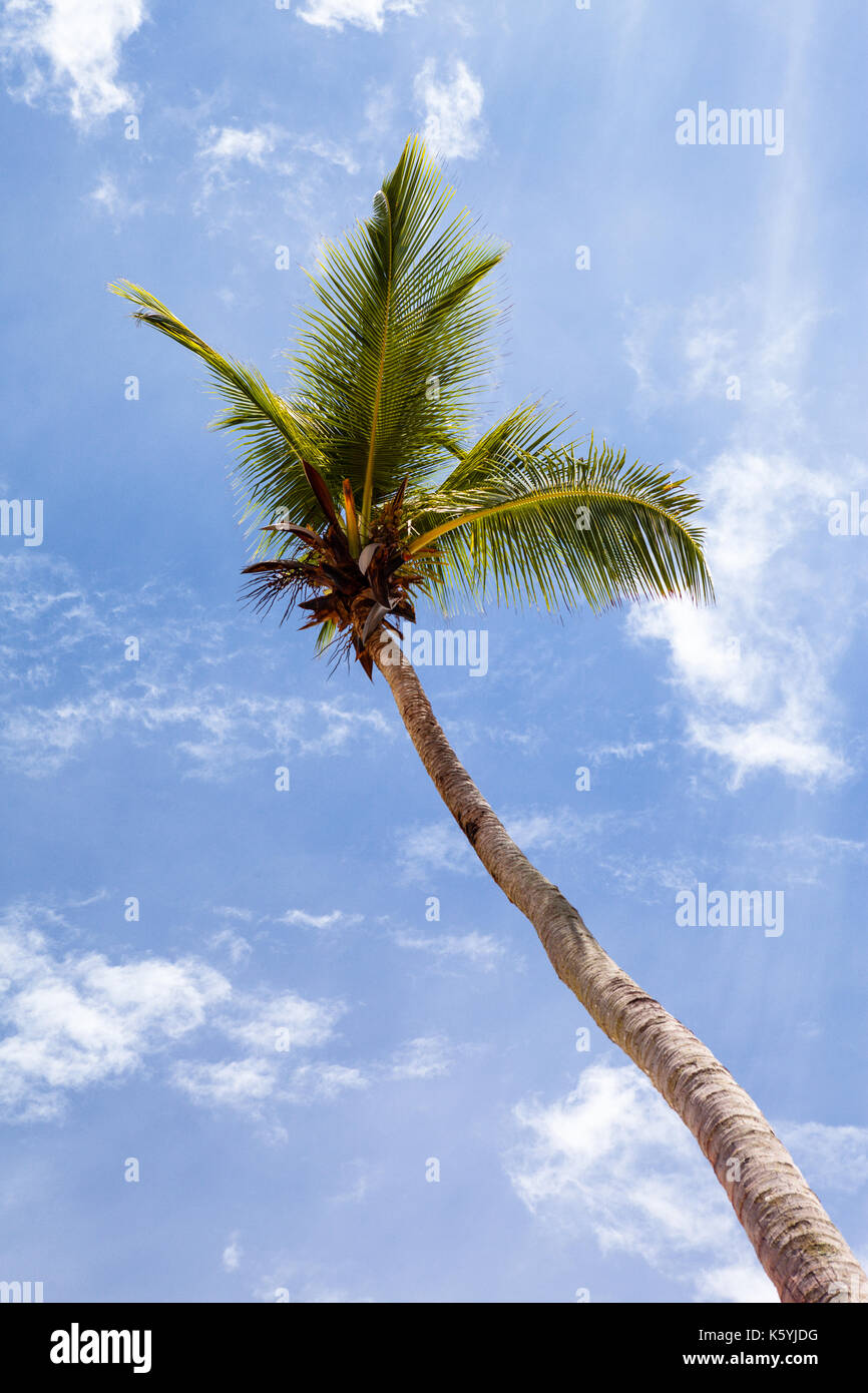 Dettaglio della struttura Palm Tree Foto Stock