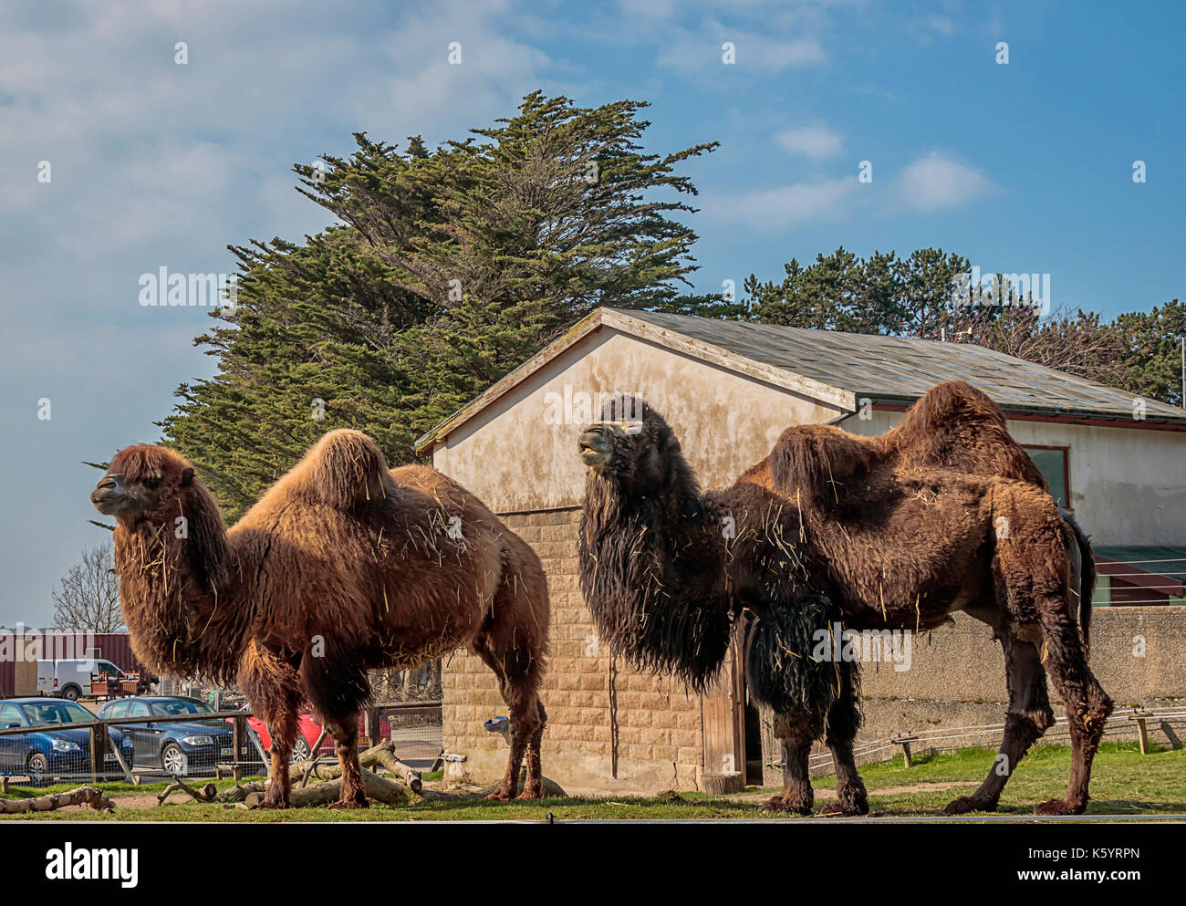 Il cammello bactrian (camelus bactrianus) raffigurato all'welsh mountain zoo in Colwyn Bay, il Galles del nord. Foto Stock