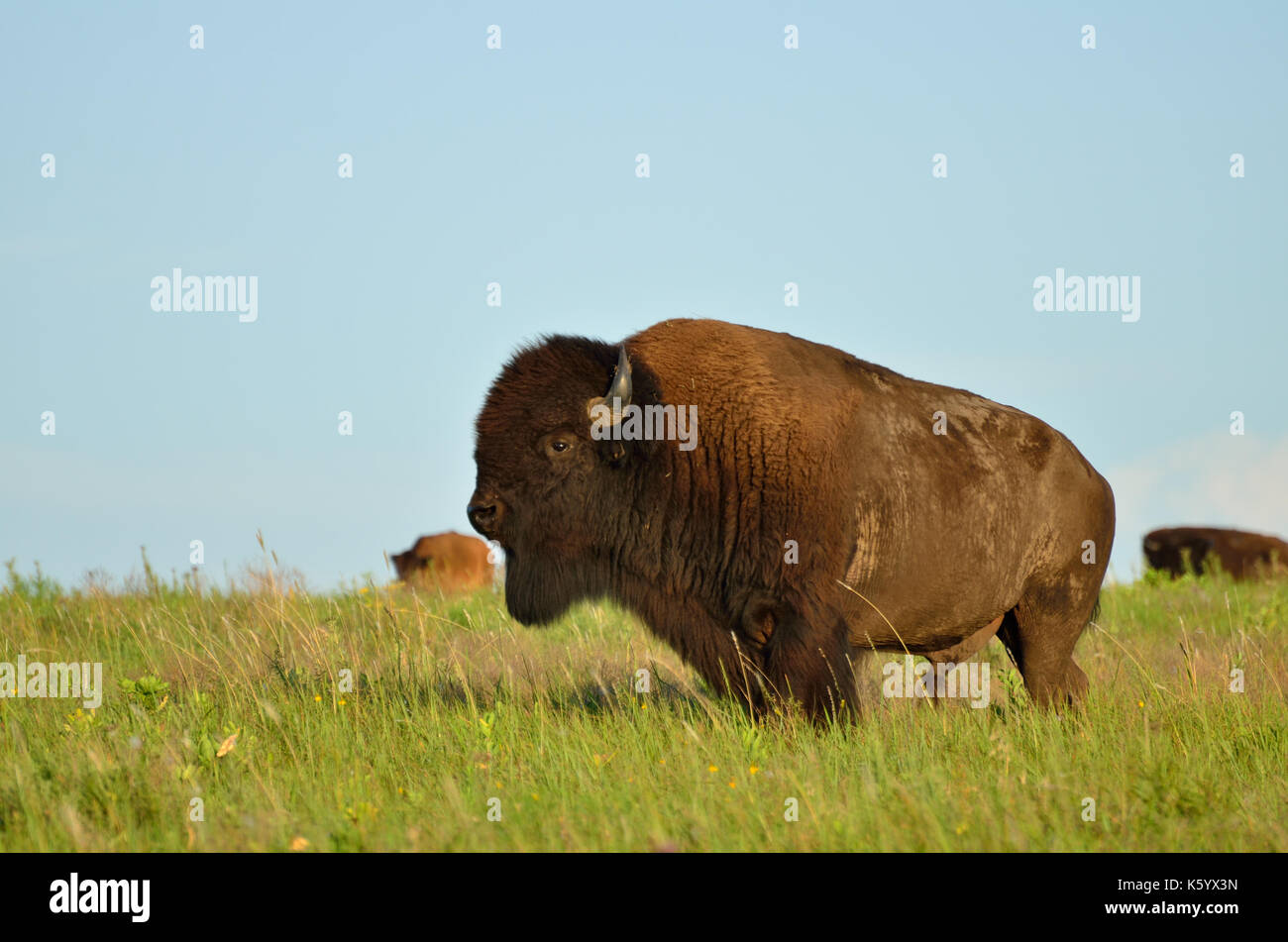 Maschio di bisonti americani smette di posa per una foto in Oklahoma's tallgrass prairie preservare. Foto Stock