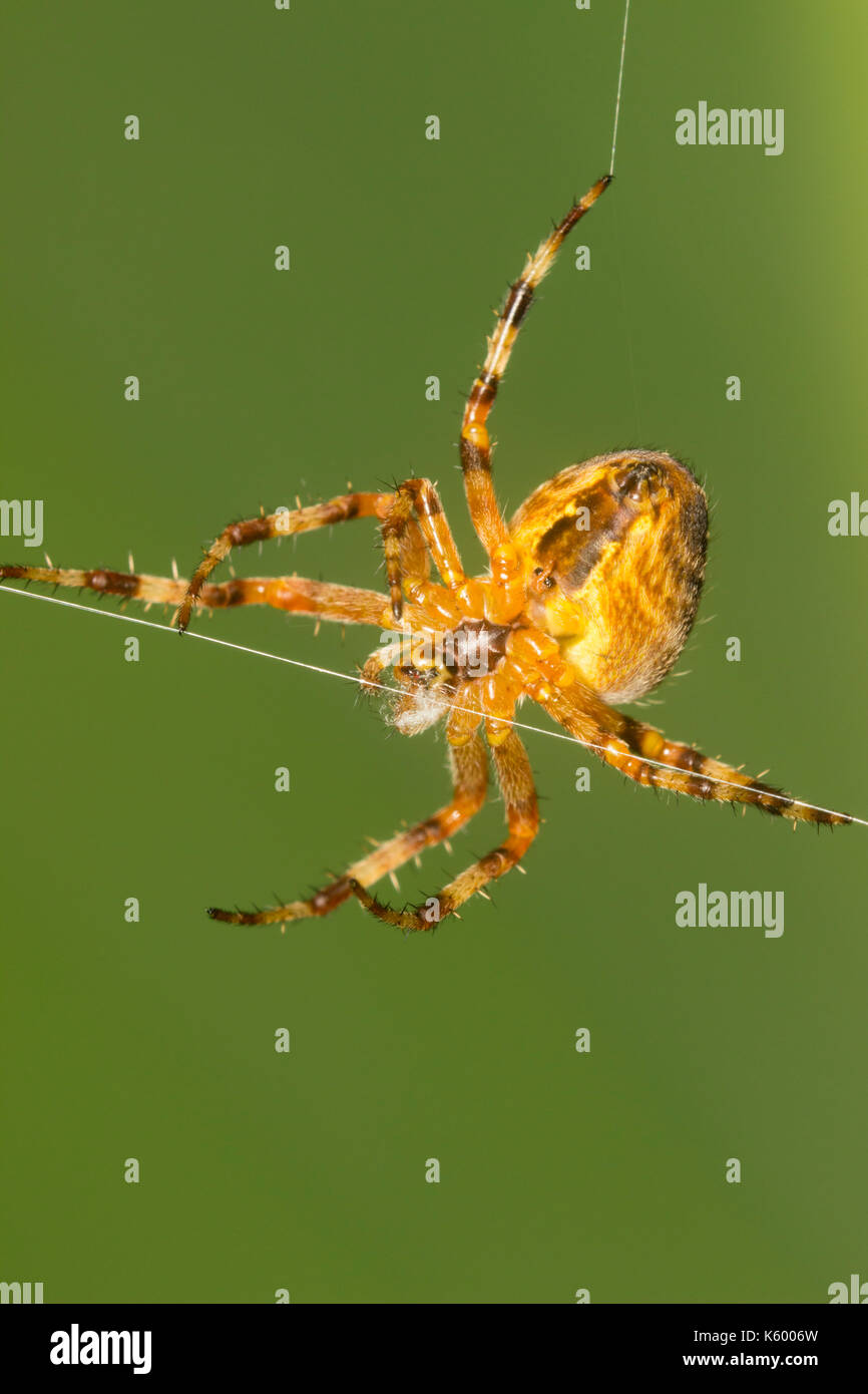 Femmina giardino europeo spider, Araneus diadematus, esegue acrobazie sul suo web. Immagine presa dal lato inferiore. Foto Stock