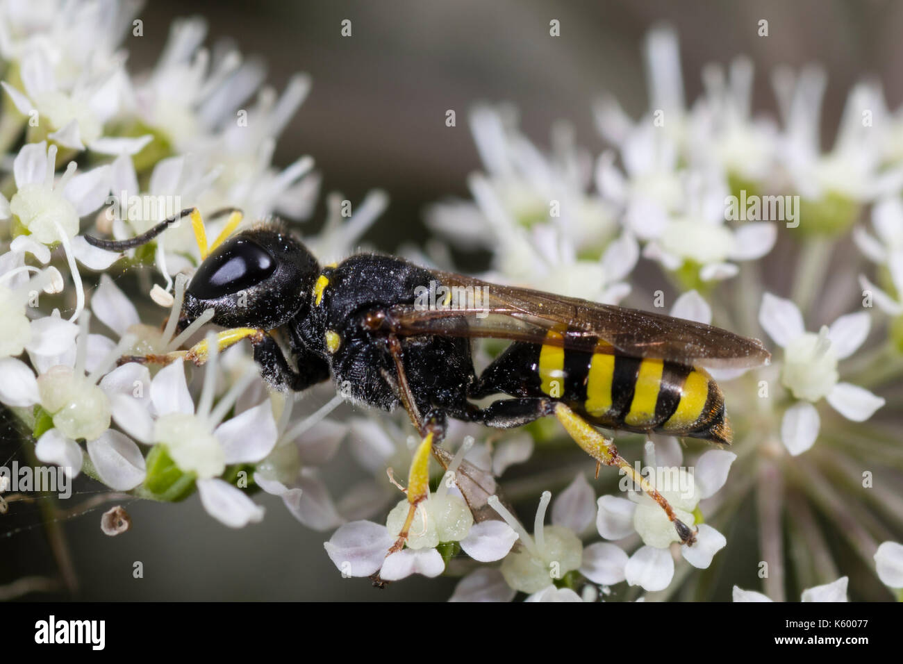 Femmina della sabbia wasp, Ectemnius lituratus, una Summer Flower visitatore in Inghilterra del Sud Foto Stock
