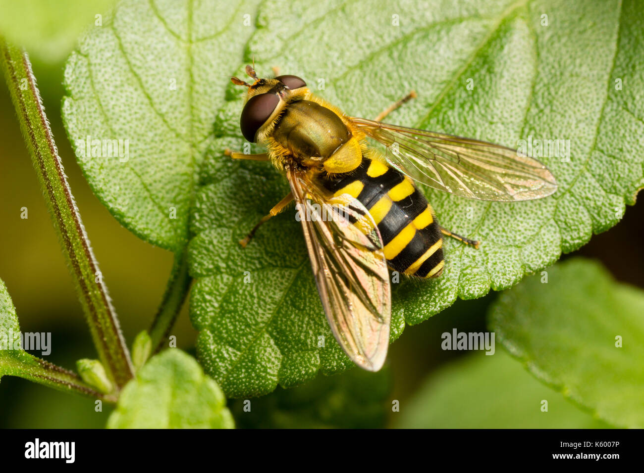 Femmina del comune hoverfly UK, Syrphus ribesii Foto Stock