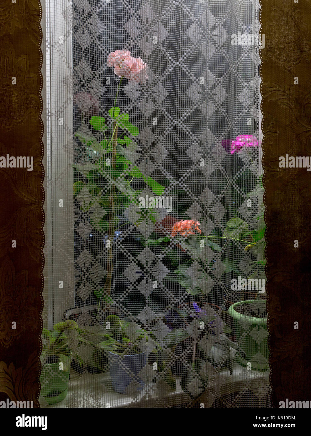 I fiori sul davanzale Foto Stock