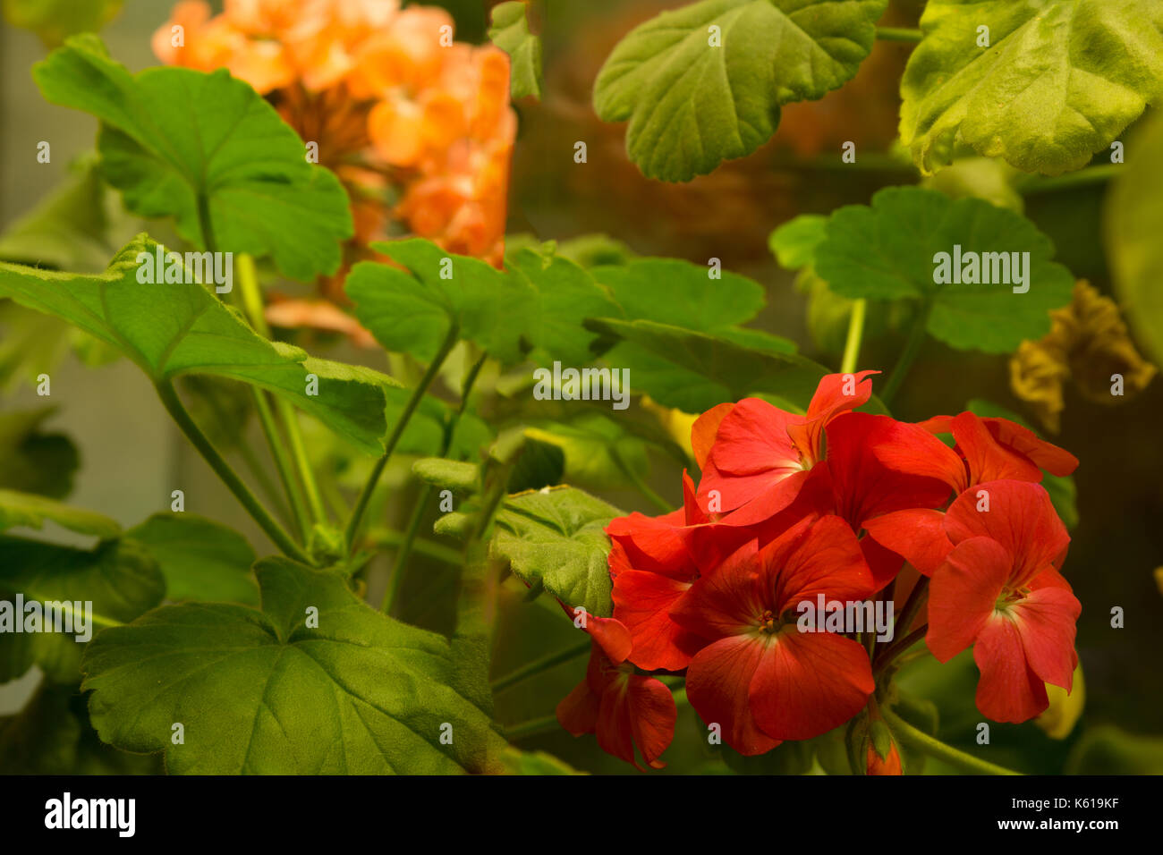 I fiori sul davanzale Foto Stock