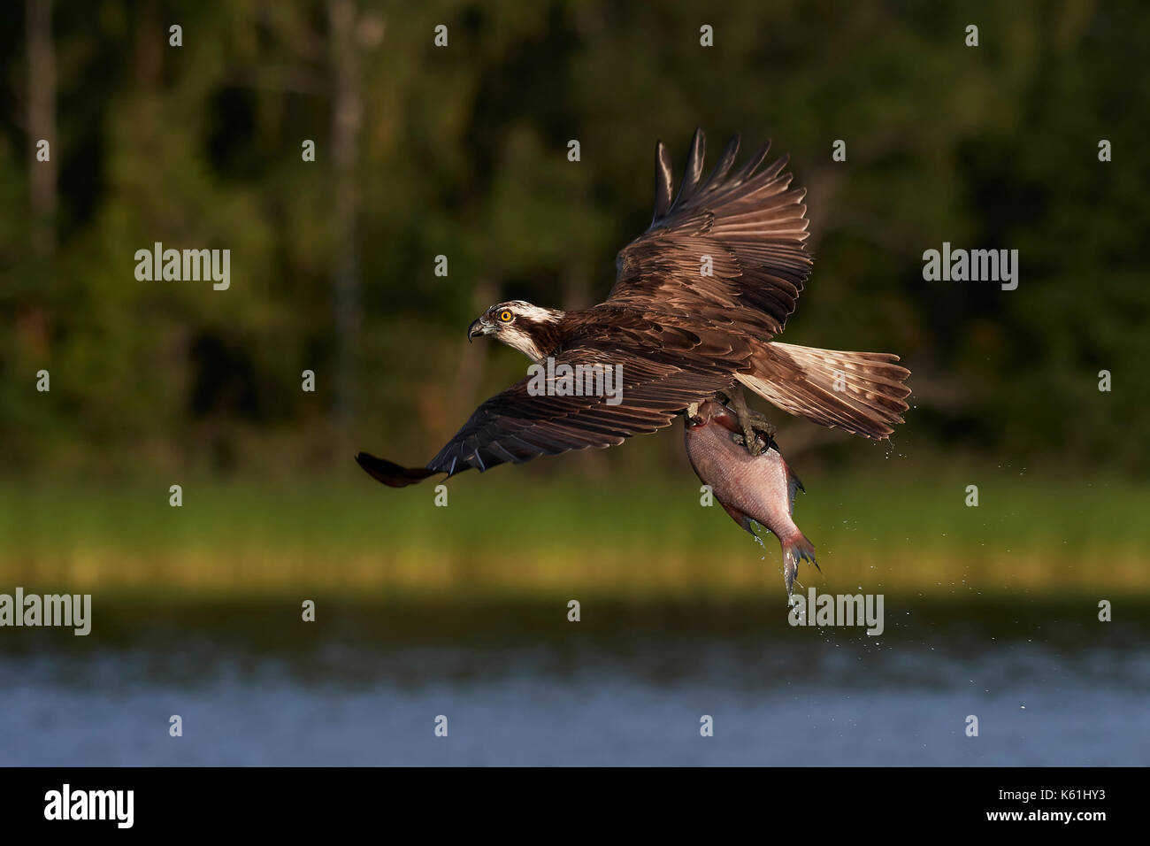 Osprey in volo con un pesce in i suoi artigli e vegetazione in background Foto Stock