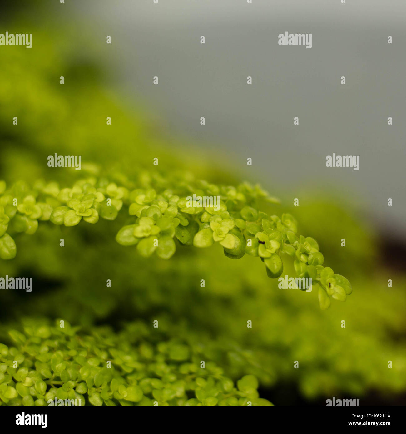 Piccole foglie verdi Foto Stock