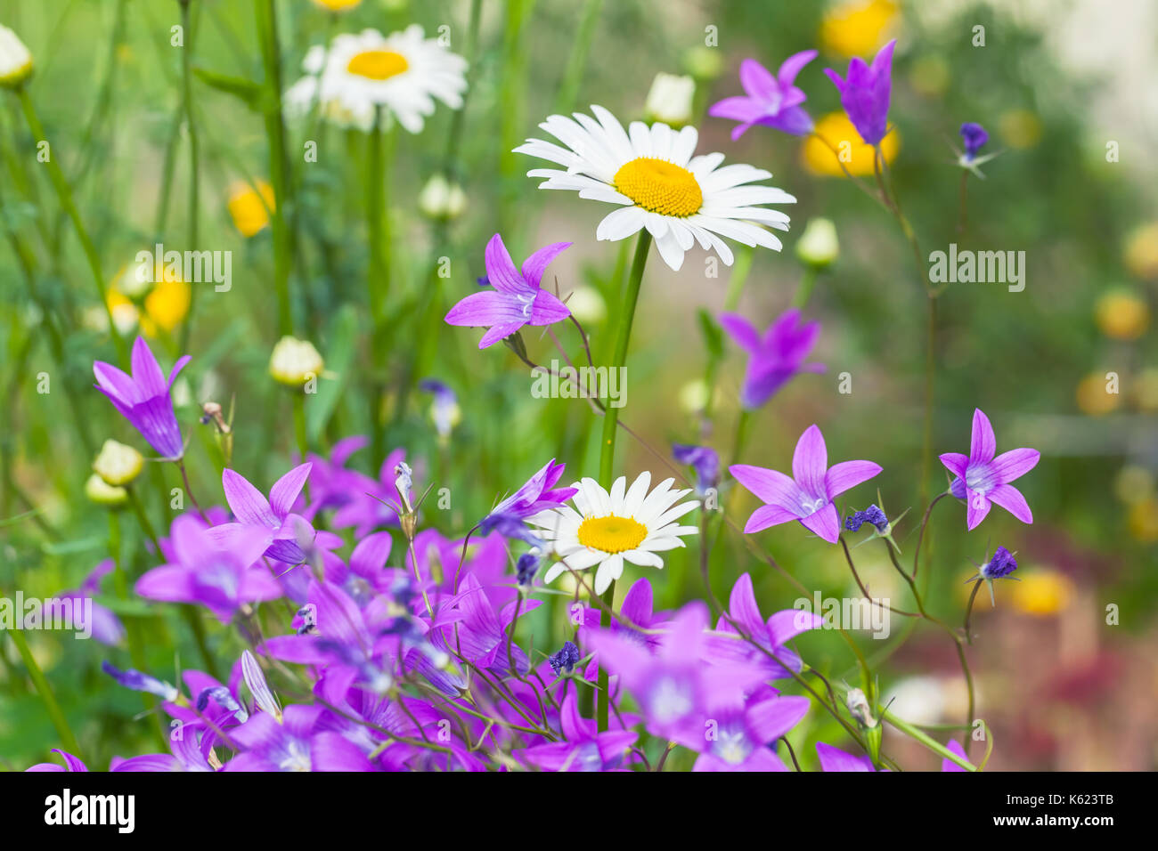 Chamomiles e altri fiori estivi, foto di sfondo con morbida messa a fuoco selettiva Foto Stock