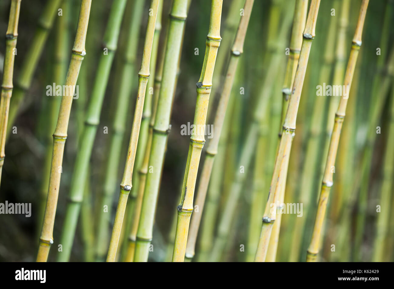 Bambù verde tronchi, foto di sfondo con il fuoco selettivo Foto Stock