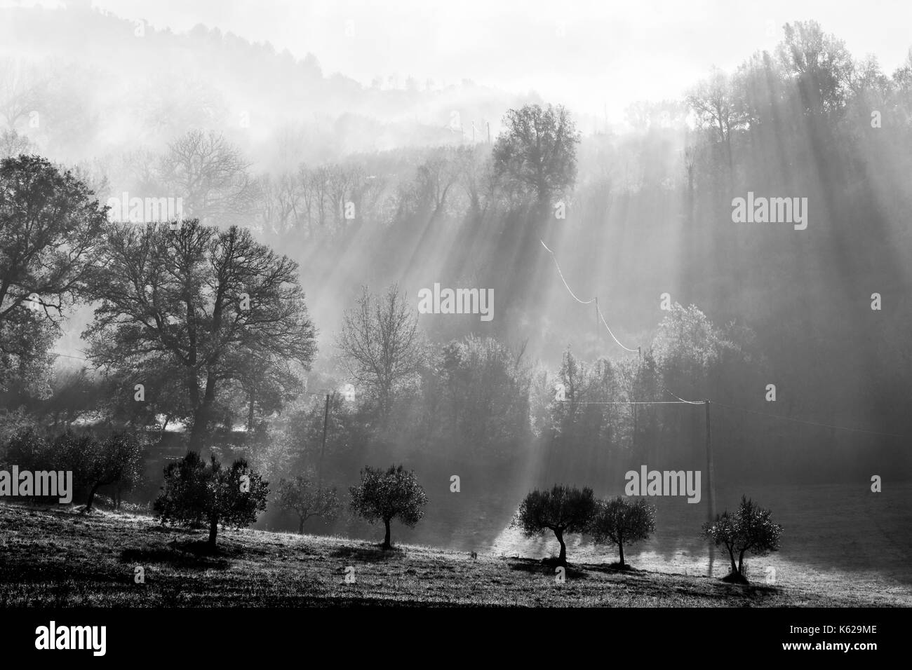 Potenti raggi di sole taglio attraverso la nebbia e proiettare ombre di alberi, con alcune altre piante in primo piano Foto Stock