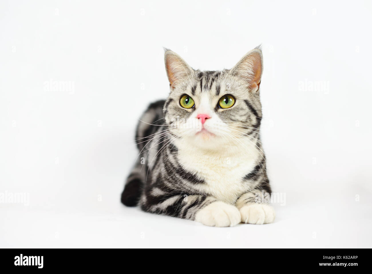 Argento-Spotted Tabby cat con sfondo bianco Foto Stock