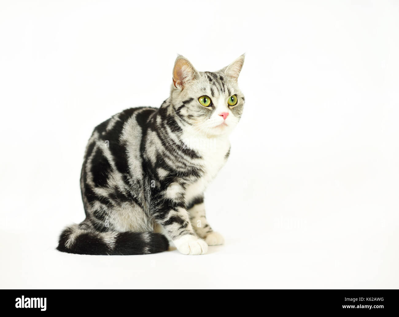 Argento-Spotted Tabby cat con sfondo bianco Foto Stock