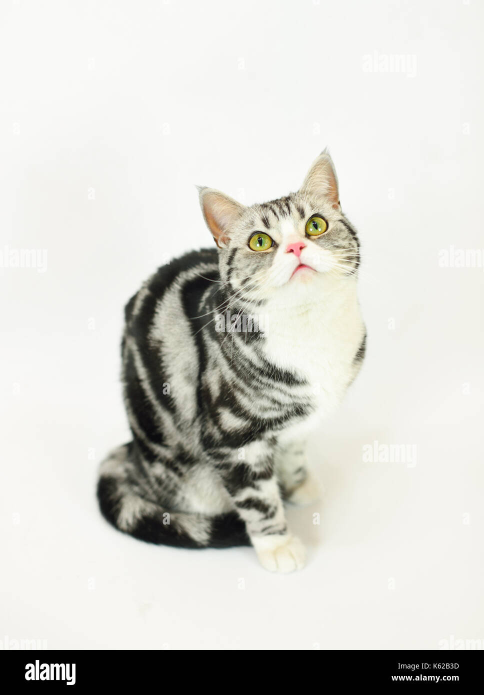 Argento-Spotted Tabby cat con sfondo bianco Foto Stock