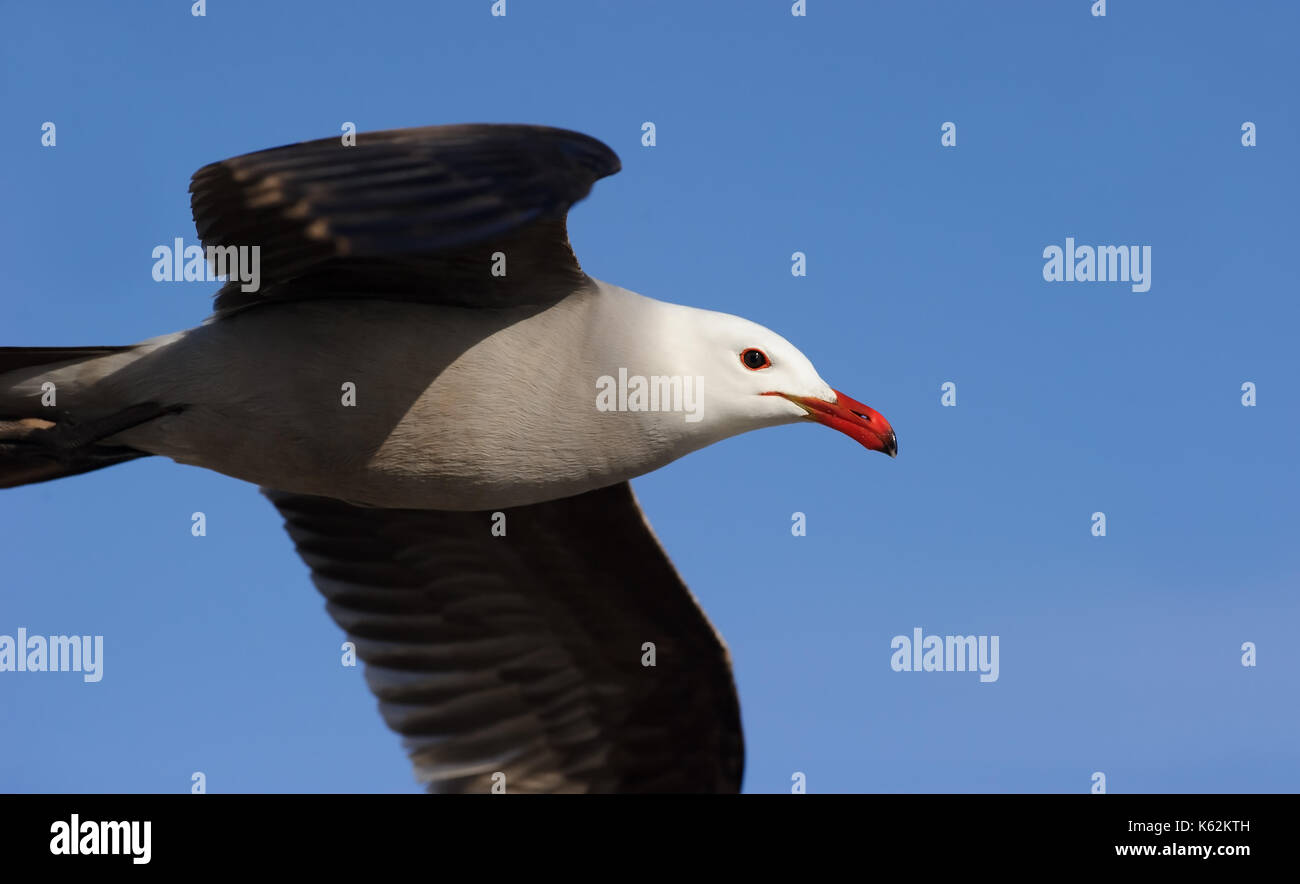Seagull è un gabbiano battenti closeup. Foto Stock