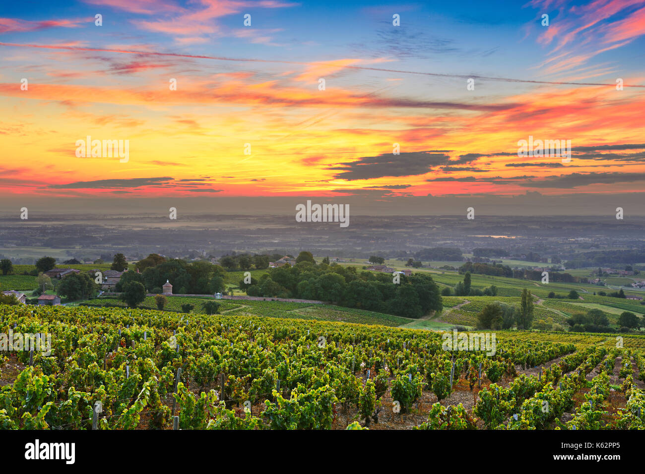 Vigneti di Beaujolais Foto Stock